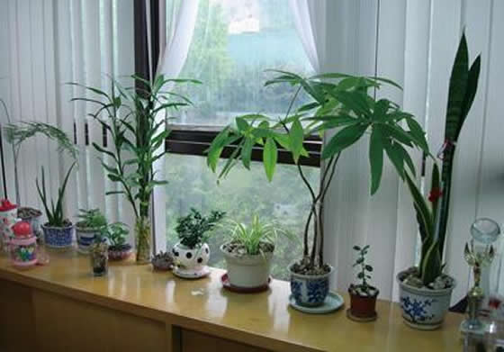 綠色植物