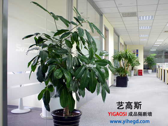 玻璃桃子视频在线观看